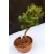 Żywe Drzewko Bonsai Modrzew Europejski Larix Decidua Prezent 10-letni 115
