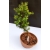 Żywe Drzewko Bonsai Modrzew Europejski Larix Decidua Prezent 10-letni 115
