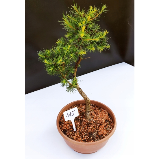 Żywe Drzewko Bonsai Modrzew Europejski Larix Decidua Prezent 10-letni 115