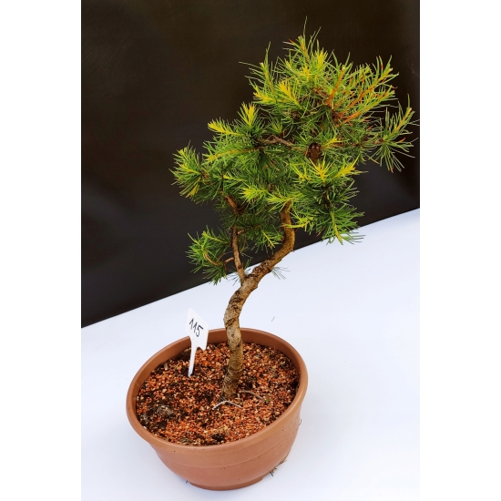 Żywe Drzewko Bonsai Modrzew Europejski Larix Decidua Prezent 10-letni 115