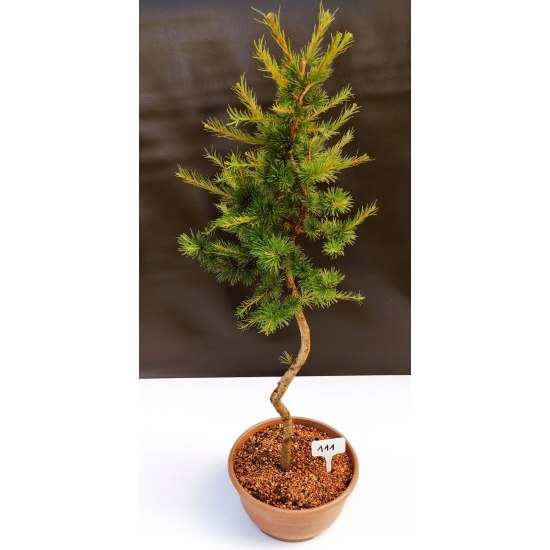 Żywe Drzewko Bonsai Modrzew Europejski Larix Decidua Prezent 10-letni 111