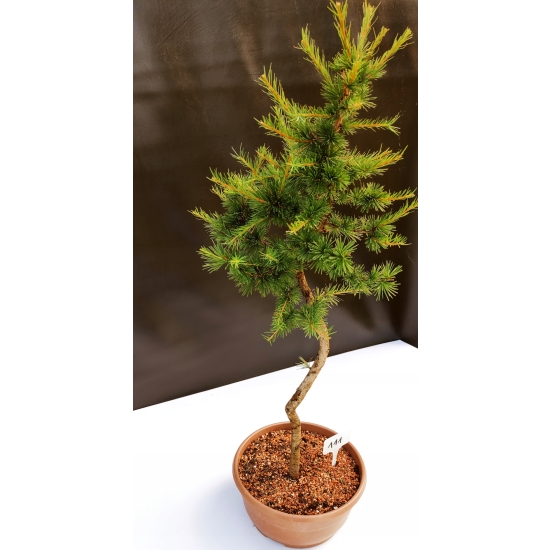Żywe Drzewko Bonsai Modrzew Europejski Larix Decidua Prezent 10-letni 111
