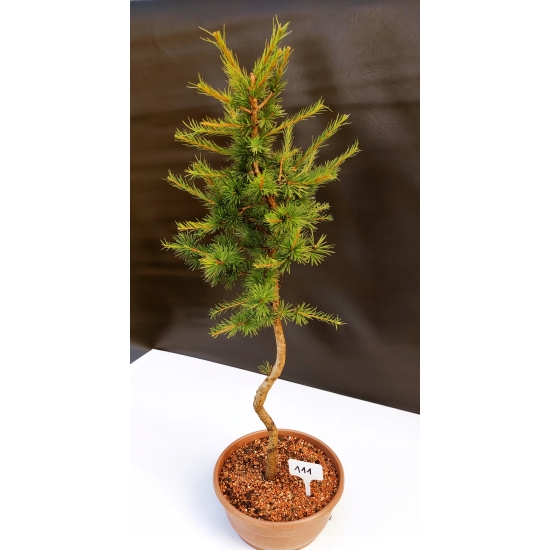 Żywe Drzewko Bonsai Modrzew Europejski Larix Decidua Prezent 10-letni 111
