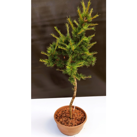 Żywe Drzewko Bonsai Modrzew Europejski Larix Decidua Prezent 10-letni 111