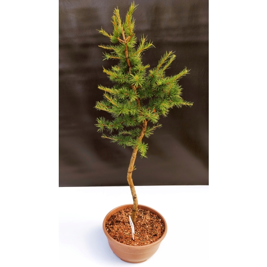 Żywe Drzewko Bonsai Modrzew Europejski Larix Decidua Prezent 10-letni 111