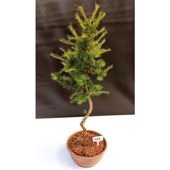 Żywe Drzewko Bonsai Modrzew Europejski Larix Decidua Prezent 10-letni 111