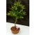 Żywe Drzewko Bonsai Modrzew Europejski Larix Decidua Prezent 10-letni 135