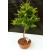 Żywe Drzewko Bonsai Modrzew Europejski Larix Decidua Prezent 10-letni 135