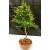 Żywe Drzewko Bonsai Modrzew Europejski Larix Decidua Prezent 10-letni 135