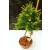 Żywe Drzewko Bonsai Modrzew Europejski Larix Decidua Prezent 10-letni 135