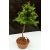 Żywe Drzewko Bonsai Modrzew Europejski Larix Decidua Prezent 10-letni 135