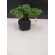 Żywe Drzewko Bonsai Jałowiec Rozesłany Procumbens 10-letni +GRATIS 400