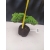 Żywe Drzewko Bonsai Jałowiec Rozesłany Procumbens 10-letni +GRATIS 416
