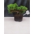 Żywe Drzewko Bonsai Jałowiec Rozesłany Procumbens 10-letni +GRATIS 416