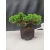 Żywe Drzewko Bonsai Jałowiec Rozesłany Procumbens 10-letni +GRATIS 416