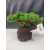 Żywe Drzewko Bonsai Jałowiec Rozesłany Procumbens 10-letni +GRATIS 416