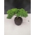 Żywe Drzewko Bonsai Jałowiec Rozesłany Procumbens 10-letni +GRATIS 416