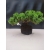 Żywe Drzewko Bonsai Jałowiec Rozesłany Procumbens 10-letni +GRATIS 416