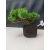 Żywe Drzewko Bonsai Jałowiec Rozesłany Procumbens 10-letni +GRATIS 416