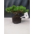 Żywe Drzewko Bonsai Jałowiec Rozesłany Procumbens 10-letni +GRATIS 416
