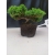 Żywe Drzewko Bonsai Jałowiec Rozesłany Procumbens 10-letni +GRATIS 416