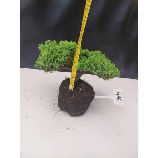 Żywe Drzewko Bonsai Jałowiec Rozesłany Procumbens 10-letni +GRATIS 416