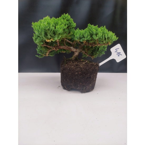 Żywe Drzewko Bonsai Jałowiec Rozesłany Procumbens 10-letni +GRATIS 416