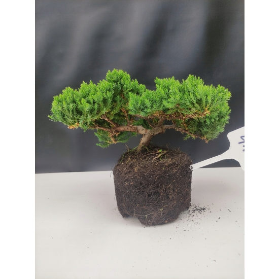 Żywe Drzewko Bonsai Jałowiec Rozesłany Procumbens 10-letni +GRATIS 416