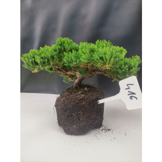 Żywe Drzewko Bonsai Jałowiec Rozesłany Procumbens 10-letni +GRATIS 416