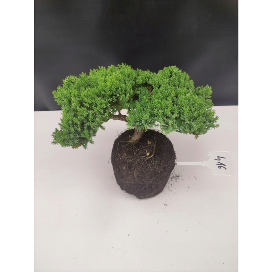 Żywe Drzewko Bonsai Jałowiec Rozesłany Procumbens 10-letni +GRATIS 416