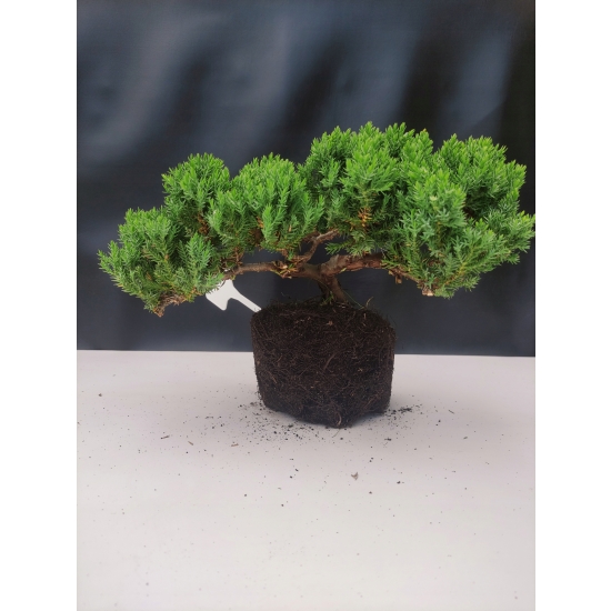 Żywe Drzewko Bonsai Jałowiec Rozesłany Procumbens 10-letni +GRATIS 416