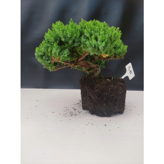 Żywe Drzewko Bonsai Jałowiec Rozesłany Procumbens 10-letni +GRATIS 416