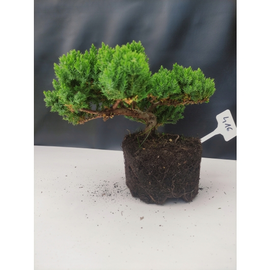 Żywe Drzewko Bonsai Jałowiec Rozesłany Procumbens 10-letni +GRATIS 416