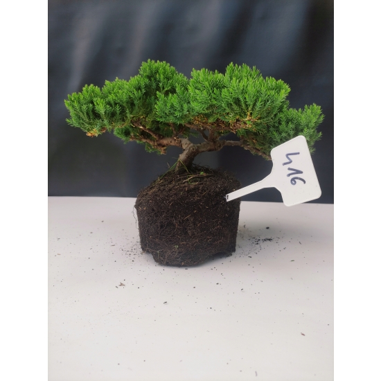 Żywe Drzewko Bonsai Jałowiec Rozesłany Procumbens 10-letni +GRATIS 416