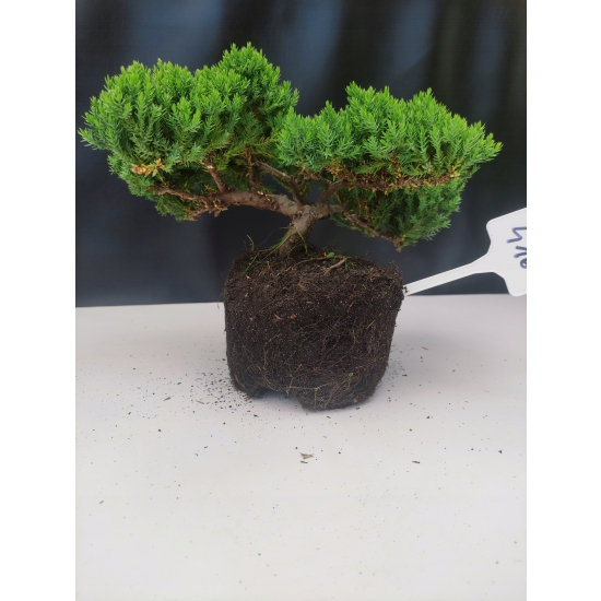 Żywe Drzewko Bonsai Jałowiec Rozesłany Procumbens 10-letni +GRATIS 416