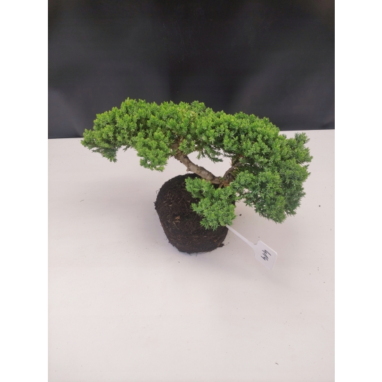 Żywe Drzewko Bonsai Jałowiec Rozesłany Procumbens 10-letni +GRATIS 414