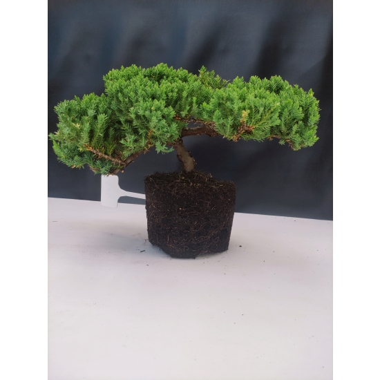 Żywe Drzewko Bonsai Jałowiec Rozesłany Procumbens 10-letni +GRATIS 414