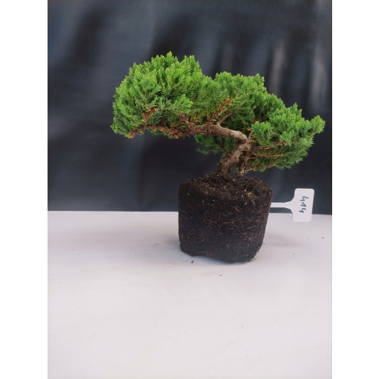 Żywe Drzewko Bonsai Jałowiec Rozesłany Procumbens 10-letni +GRATIS 414