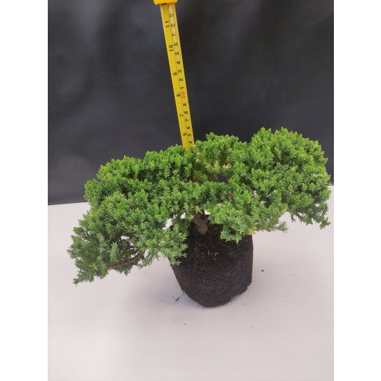 Żywe Drzewko Bonsai Jałowiec Rozesłany Procumbens 10-letni +GRATIS 414