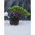 Żywe Drzewko Bonsai Jałowiec Rozesłany Procumbens 10-letni +GRATIS 421