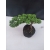 Żywe Drzewko Bonsai Jałowiec Rozesłany Procumbens 10-letni +GRATIS 421