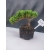 Żywe Drzewko Bonsai Jałowiec Rozesłany Procumbens 10-letni +GRATIS 421