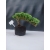 Żywe Drzewko Bonsai Jałowiec Rozesłany Procumbens 10-letni +GRATIS 421