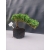 Żywe Drzewko Bonsai Jałowiec Rozesłany Procumbens 10-letni +GRATIS 421