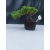 Żywe Drzewko Bonsai Jałowiec Rozesłany Procumbens 10-letni +GRATIS 421