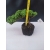 Żywe Drzewko Bonsai Jałowiec Rozesłany Procumbens 10-letni +GRATIS 421
