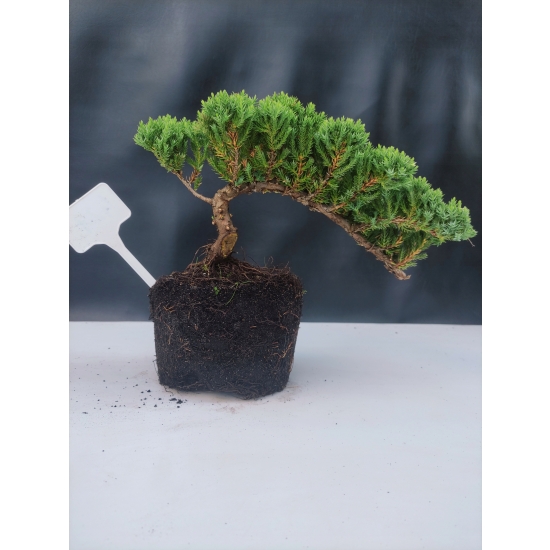 Żywe Drzewko Bonsai Jałowiec Rozesłany Procumbens 10-letni +GRATIS 421