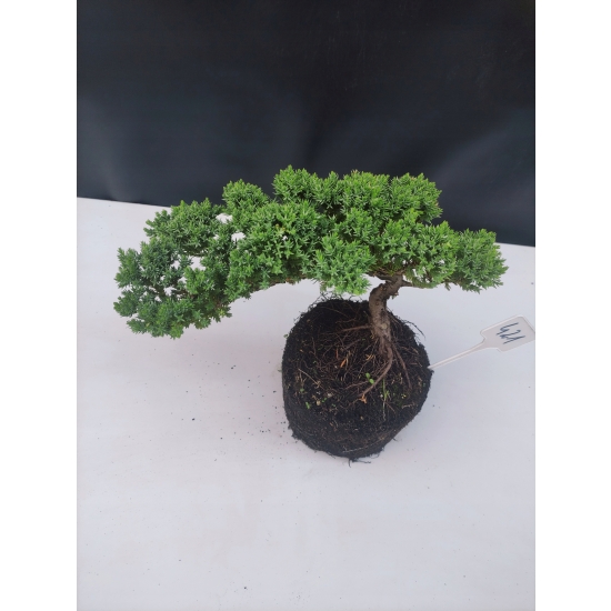 Żywe Drzewko Bonsai Jałowiec Rozesłany Procumbens 10-letni +GRATIS 421