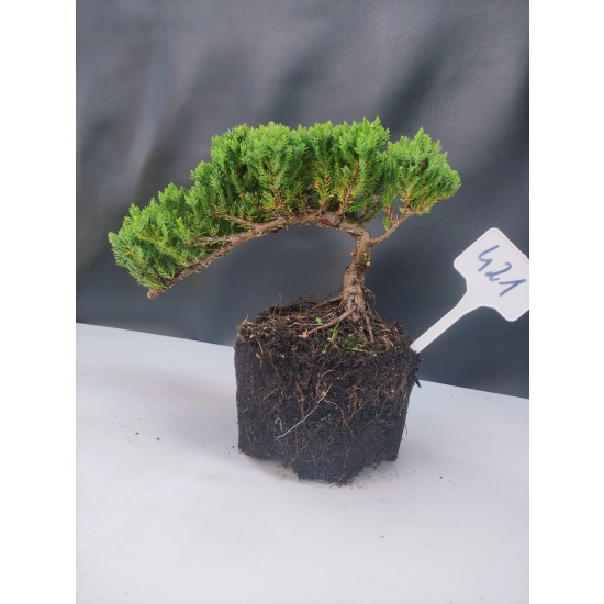 Żywe Drzewko Bonsai Jałowiec Rozesłany Procumbens 10-letni +GRATIS 421