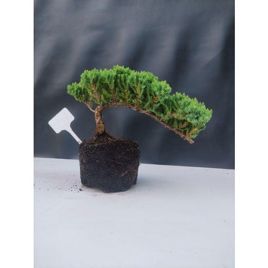 Żywe Drzewko Bonsai Jałowiec Rozesłany Procumbens 10-letni +GRATIS 421